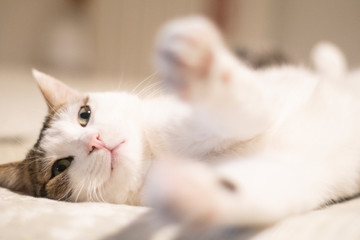 Fototapeta na wymiar white cat lying on the bed