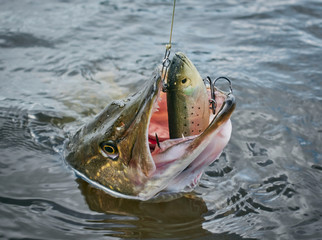 Large size Northern pike strikes softbait lure on April spring day just before spawning time on a...