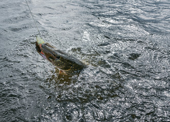 Large size Northern pike strikes softbait lure on April spring day just before spawning time on a lake in Southern Finland.