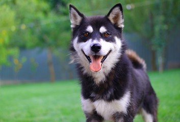 siberian husky dog