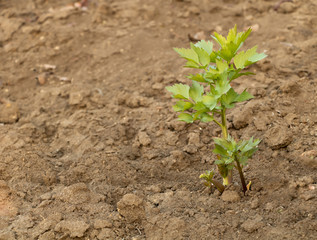 The benefits of lovage concept. How to grow lovage in your garden Concept
