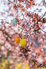 Easter eggs in a flowering tree