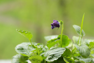 green grass and the first flower bloomed
