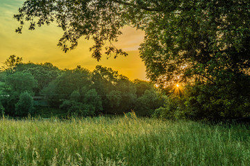 Atardecer en el monte entre arboles y arbustos