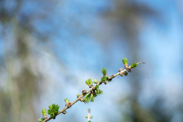 Green larch branch at spring. Close up of larch tree branch with green needles.