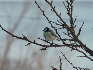 синица на ветках