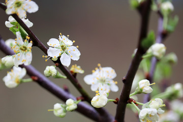 Plum blossom in spring, selective focus. White flowers with yellow pollen and green leaves on a branch in a garden after rain