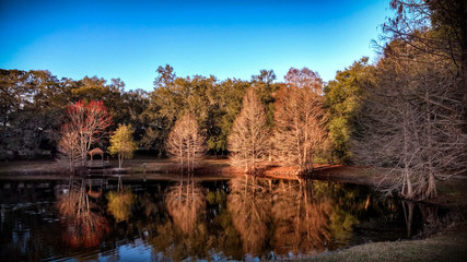 winter reflection of cypress trees in the water