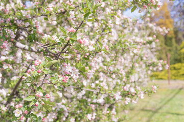 Close-up of orchard apple tree branches covered in beautiful flowers in springtime