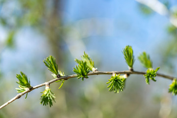 Green larch branch at spring. Close up of larch tree branch with green needles.