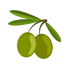 Green olives on white background. Branch olives whith leaves. Vector illustration in flat style.
