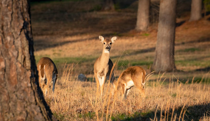 White Tailed Doe grazing in grassy field in wildlife sanctuary in Rome Georgia.
