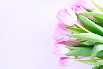 Pink blooming tulips