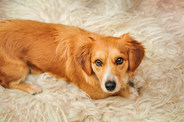Beautiful happy reddish little orange dog rest on the white carpet at home. Cute, charming puppy, lies on a soft white rug frontal and looking at camera. Close-up with copy space. Pet care concept.