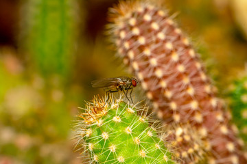 Housefly isolated on white background