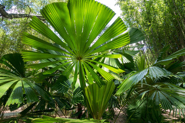 Obraz na płótnie Canvas fan palm tree in the garden
