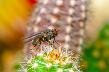 Housefly isolated on white background