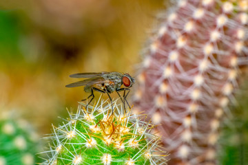 Housefly isolated on white background