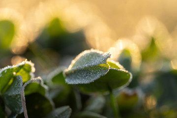 Close view of frozen grass in sunny morning.