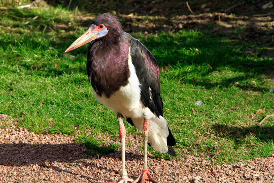 Stork, Adim Stork, Adim, Thueringen, Germany, Europe