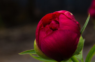 Beautiful floral background. Red peony Bud on a blurry dark background, macro photography. Unblown Bud of a peony in the garden. Flowers on a blurry background, empty for the designer, a holiday card.