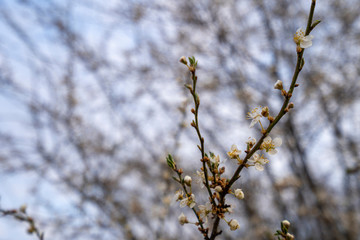 Beautiful tender tree blossom in morning purple sun light, floral background, spring blooming flowers.