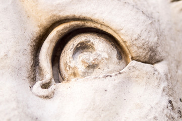 close up of a lion head