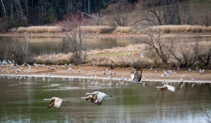 Flock of Sandhill Cranes flying over lake basin at Hiwassee wildlife sanctuary in Birchwood Tennessee.