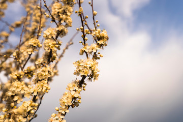 Beautiful tender tree blossom in morning purple sun light, floral background, spring blooming flowers.