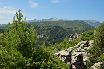 Cone forest in Turkey.