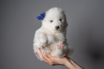 A studio portrait shot of a 1-months old white samoyed puppy with blue flower