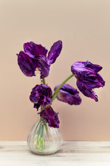 Dried purple tulips, bunch of beautiful faded flowers with sandy yellow background
