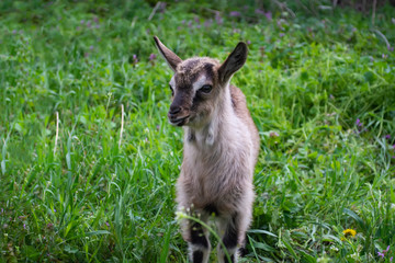 a small, gray goatling kid grazes and plays in the meadow