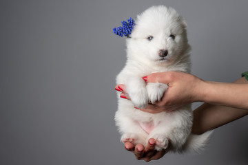 Female hands holding white puppy with bue flower