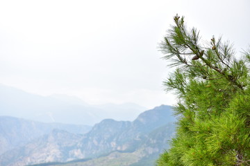 Cone forest in Turkey.