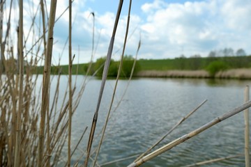 Spring, water and reeds in the Czech Republic 
