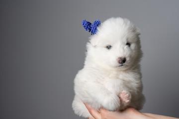 Samoyed puppy with blue flower looking at the camera, isolated on grey background