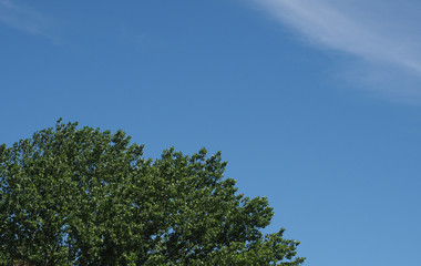 blue sky with clouds and tree top