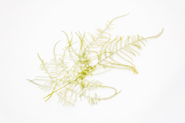 Asparagus plumosus isolated on white background
