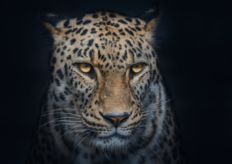 Atmospheric Portrait of a Leopard