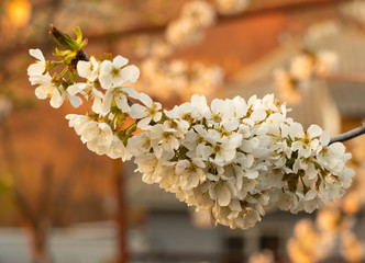 Blossoming cherry tree , a branch full of flowers. White and fragrant flowers