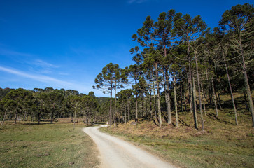 Paisagem rural com estrada de terra