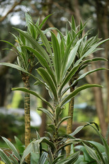 close up of rosemary