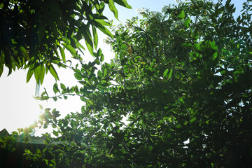 Green Leaves in the Sun