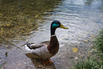 Stockente am Ufer eines Teichs