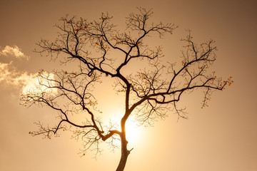 Obraz premium Atardecer con silueta de árbol