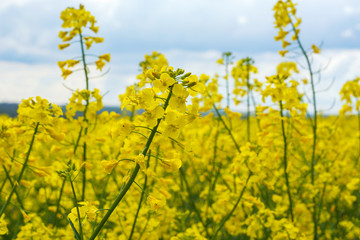 Obraz premium rapeseed bloom in the field in early spring