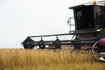 Combine harvesters in a field of wheat