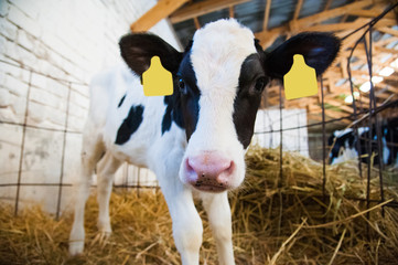 Calf in the cowshed