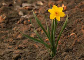 Obraz premium Yellow daffodils in bloom very beautiful. How to grow daffodils concept